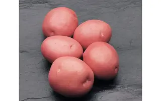 Кураж / Courage