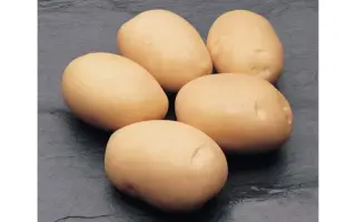 Латона / Latona