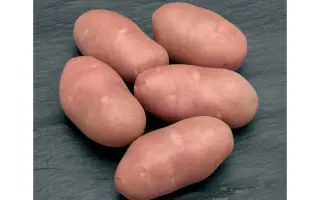 Ред Скарлет / Red Scarlett