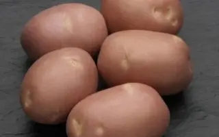 Моцарт / Mozart