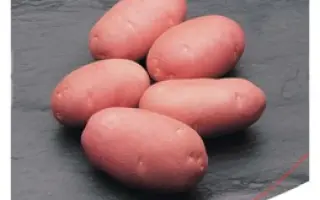 Астерикс / Asterix