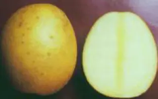 Каратоп / Karatop