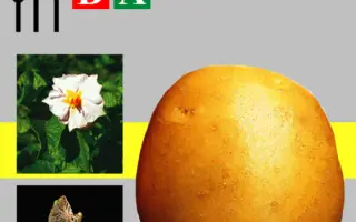 Каратоп / Karatop