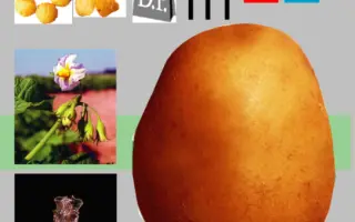 Пироль / Pirol