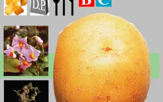 Карлена / Karlena