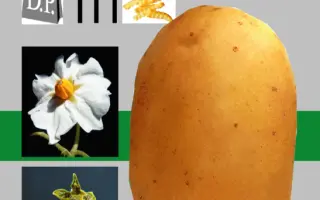 Талент / Talent