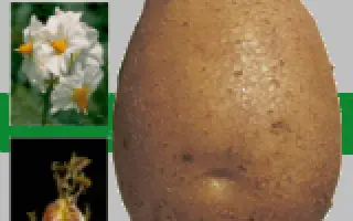 Альбатрос / Albatros