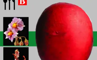 Романце / Romanze