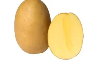 Беллаприма / Bellaprima