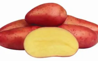 Ред Фентази / Red Fantasy