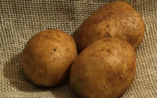 Дніпрянка / Днепрянка