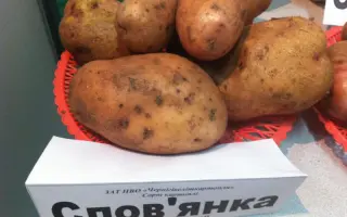 Слов'янка / Славянка