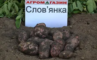 Слов'янка / Славянка