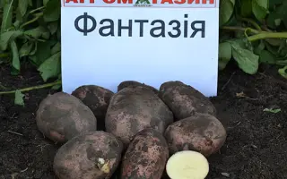 Фантазія / Фантазия