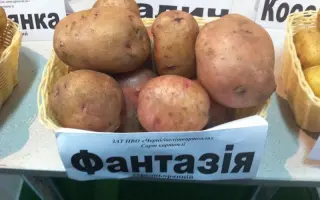 Фантазія / Фантазия