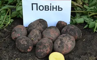 Повінь / Повинь
