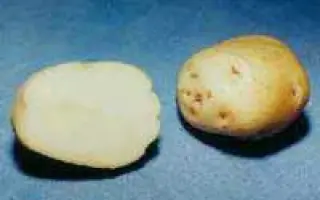 Ольвія / Ольвия