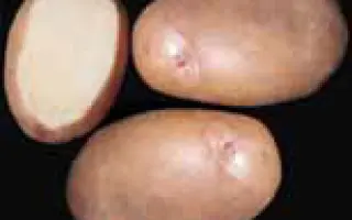 Червона рута