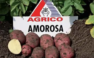 Амороза / Amorosa