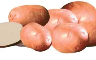 Амороза / Amorosa