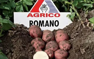 Романо / Romano