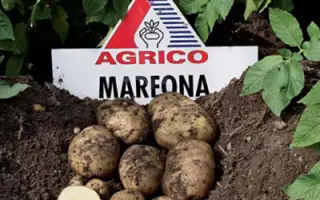 Марфона / Marfona