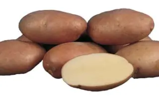 Кондор / Kondor