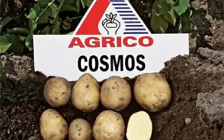 Космос / Cosmos