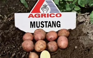 Мустанг / Mustang