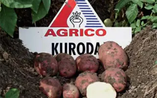 Курода / Kuroda