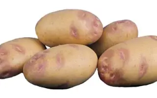 Пикассо / Picasso