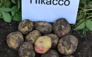 Пикассо / Picasso