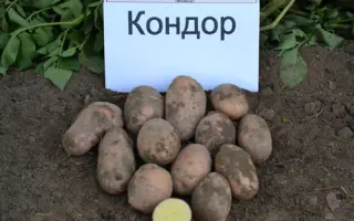 Кондор / Kondor