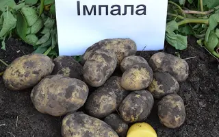 Импала / Impala