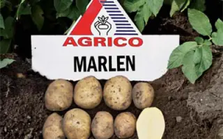 Марлен / Marlen