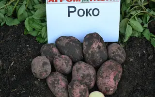 Роко / Roko
