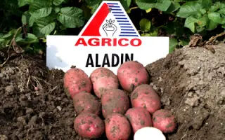 Аладин / Aladin