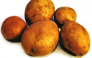 Овация / Owacja