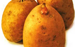 Тайфун / Tajfun