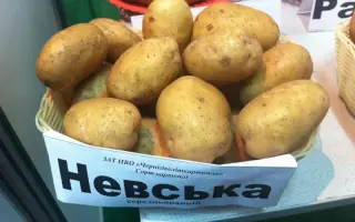 Невский / Невська