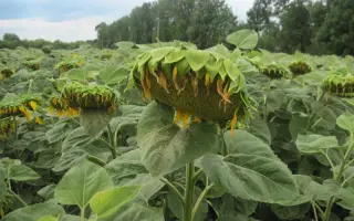 АЛАМО F1 / ALAMO F1