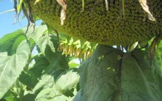 АТЛАНТА F1 / ATLANTA F1