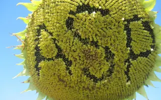 ЖАЛОН F1 / ZHALON F1