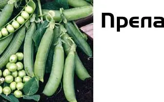 Преладо / Prelado