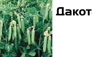 Дакота / Dacota