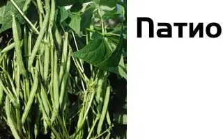 Патион / Pation