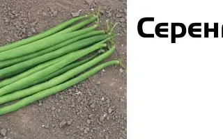 Серенгети / Serengeti