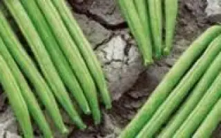 Кларон / Claron