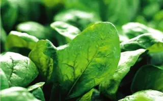 Эль Форте / El Forte