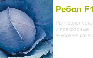 Ребол F1 / Reball F1